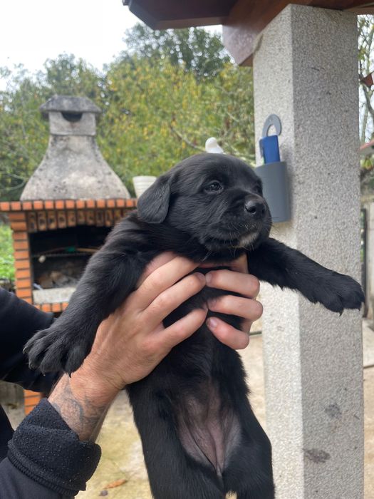 Oferta cachorros