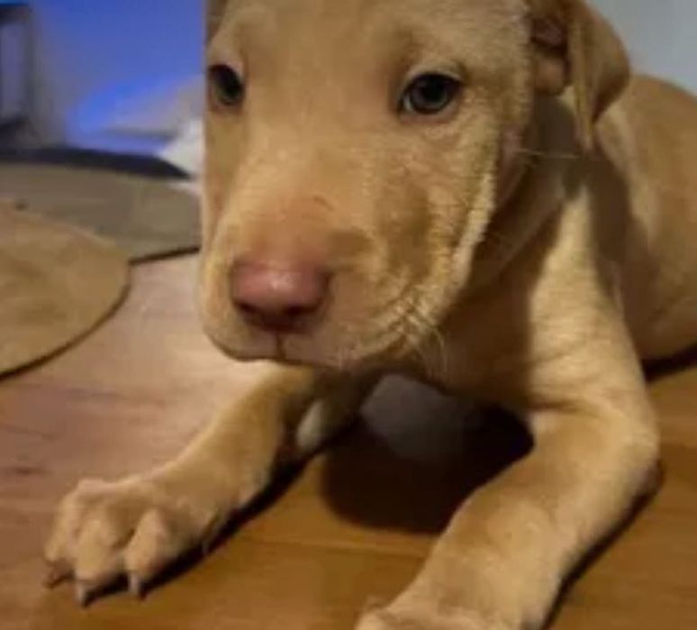 Cadela mestiça (American Terrier + Shar Pei) – 2-3 meses