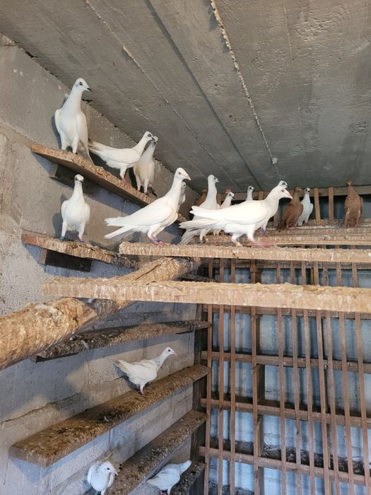 Gołębie srebrniaki perłowe wyloty białe ogony