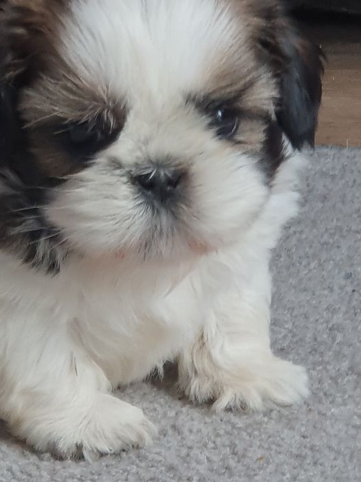 Shih tzu ,/Cudowny chlopczyk