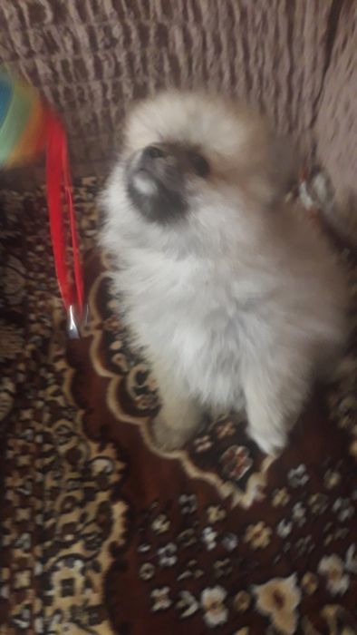 померанские шпицы