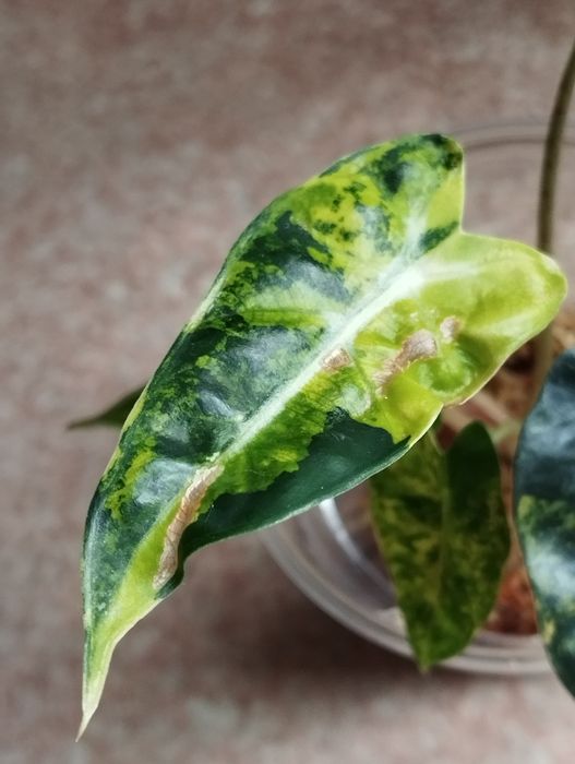 Alokazja Bambino Aurea sadzonka