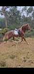 Vendo cavalo 6 anos top