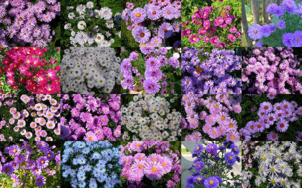 Łąka kwietna - nasiona 40 roślin