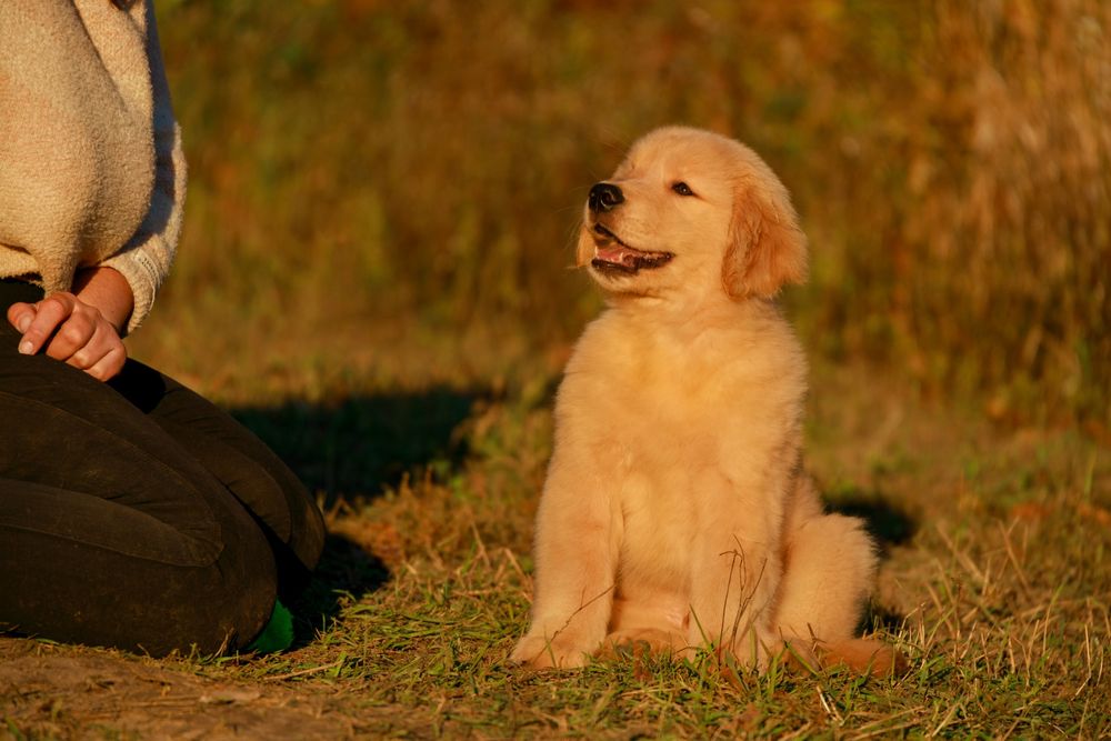 Цуценята золотистого ретривера американського типу