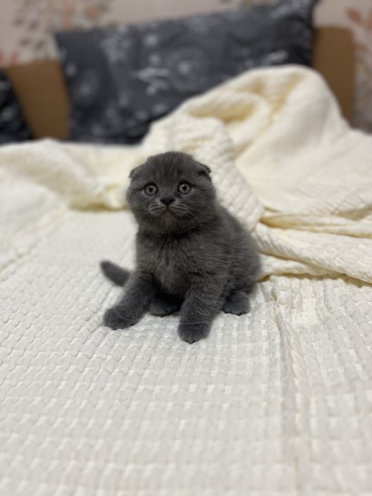 Продаються британські кошенята