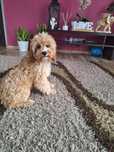 Cavalier-pudel-cavapoo