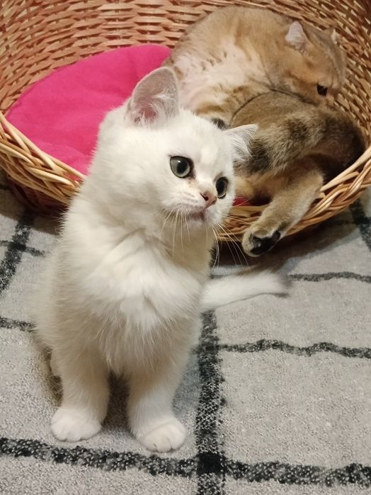 Чистокровний срібний хлопчик