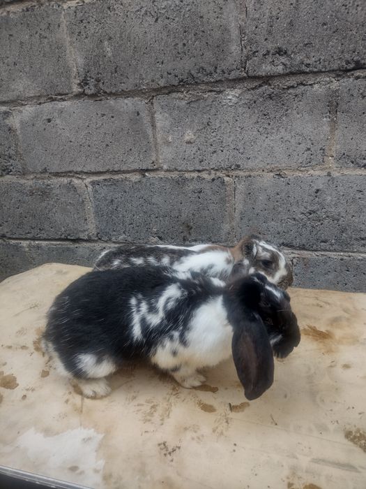 2 Samice Barany Francuskie