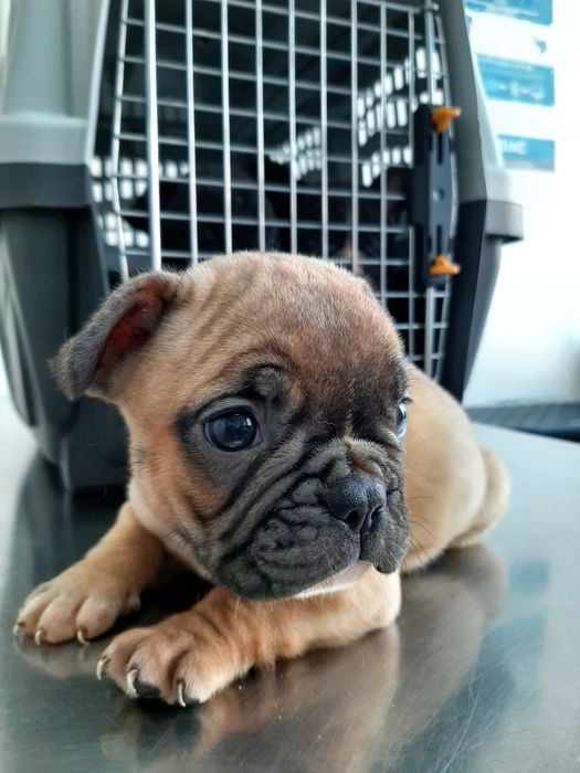 Buldog Francês blue&fawn