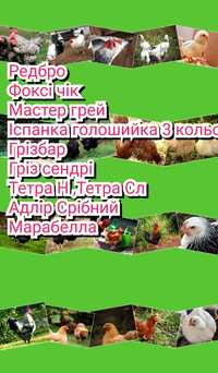 Инкубационные яйца с отправкой мясо-яичные породы опт и розница