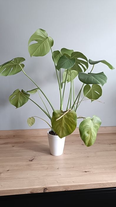 Kwiat monstera duża