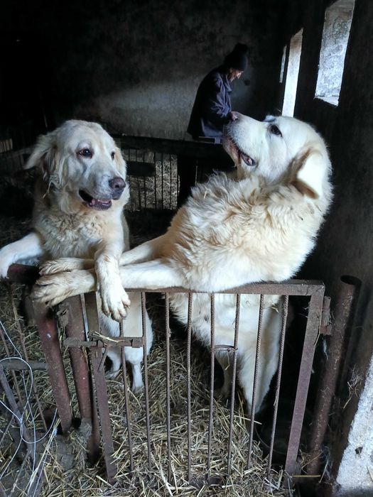 Oddam w dobre ręce psa lub sukę owczarka podhalańskiego