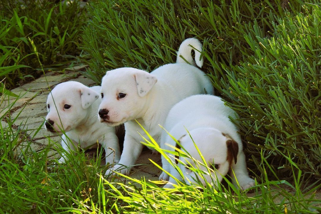 Piękny piesek Jack Russell Terrier!