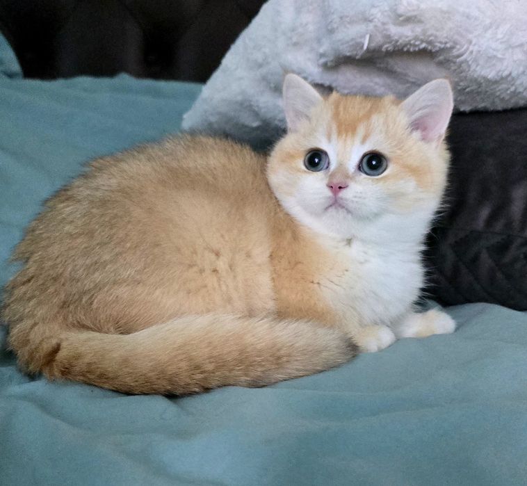 Британський хлопчик.