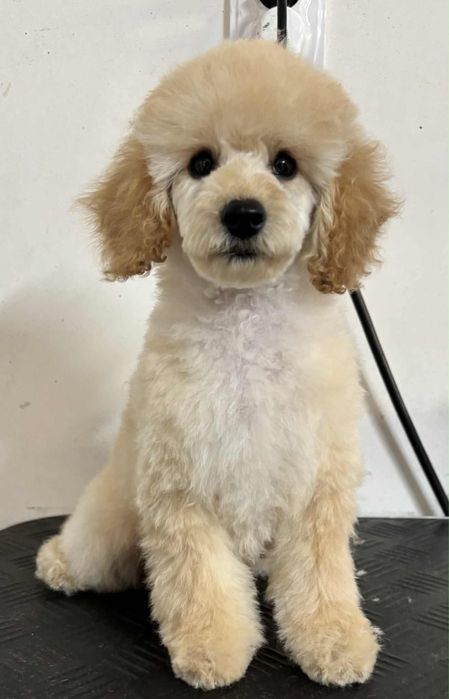 Pudel Toy & Miniaturowy Szczeniak.  Już mamy osiem tygodni