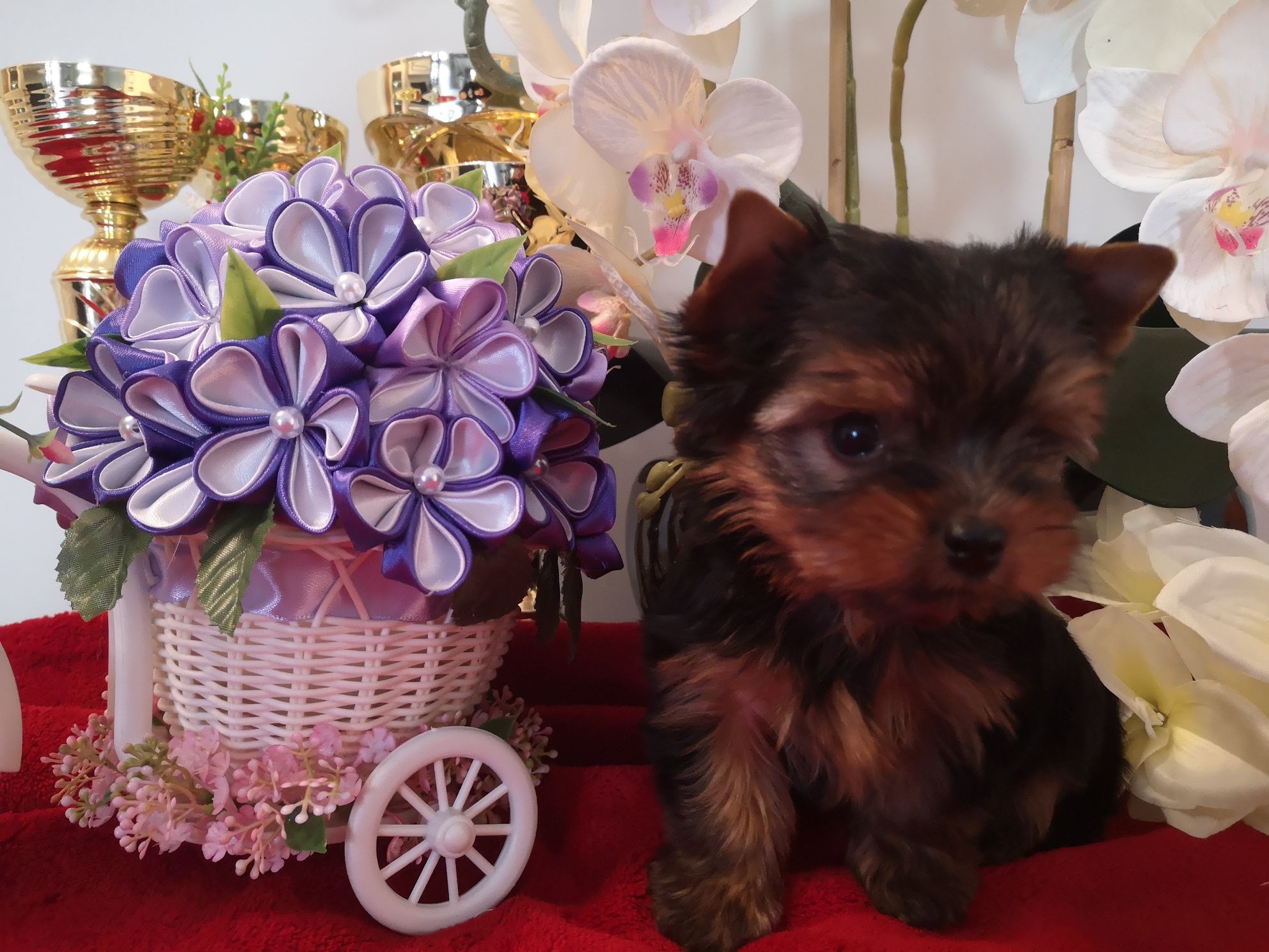 Yorkshire terrier piesek z rodowodem