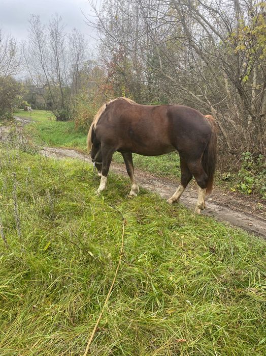 Продам кобилу спокійного