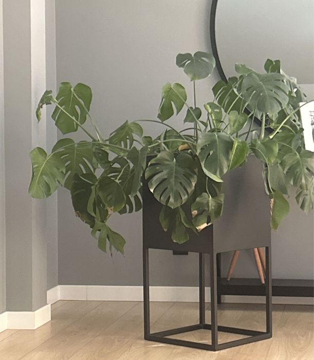 Monstera duża - piekna