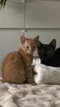 Do adopcji rudy kot
