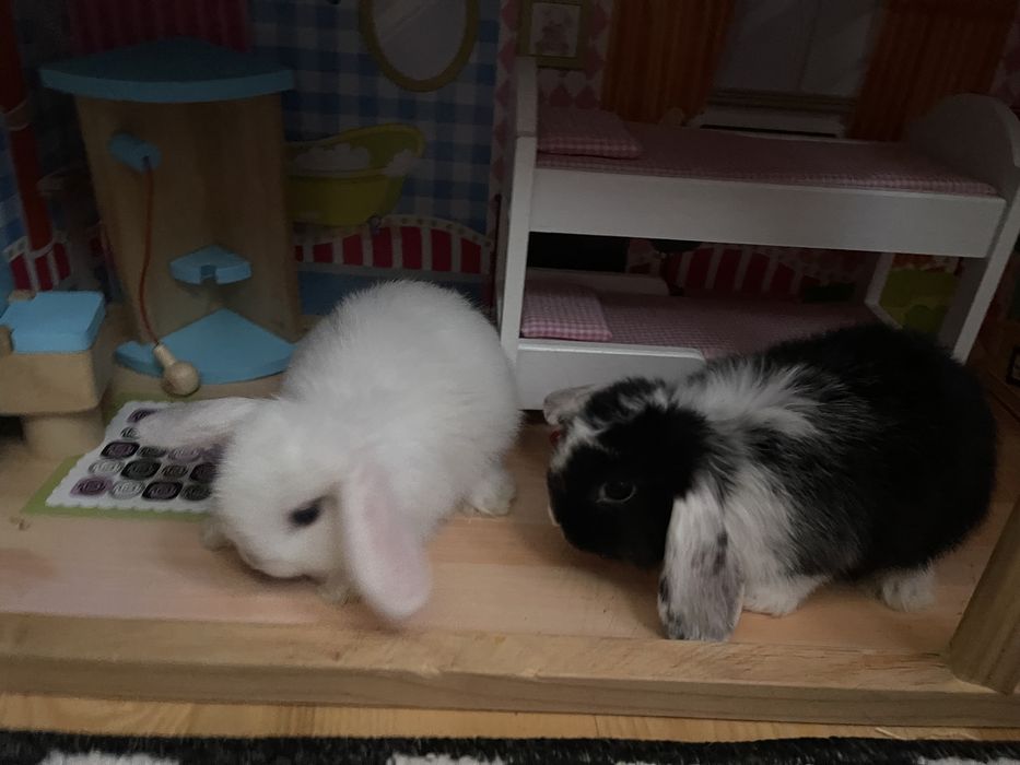 Карликовый, вислоухий мини баранчик ,кролик , домашний питомник