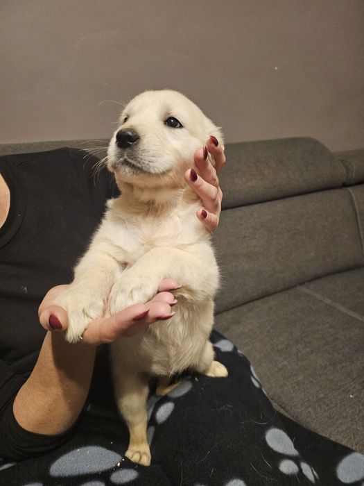 Golden retriever szczeniak