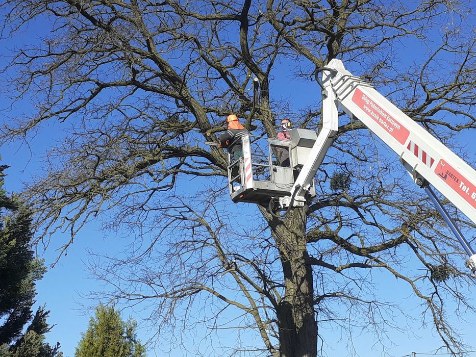 Wycinka drzew trudnych | Wysięgnik koszowy | Arborystycznie