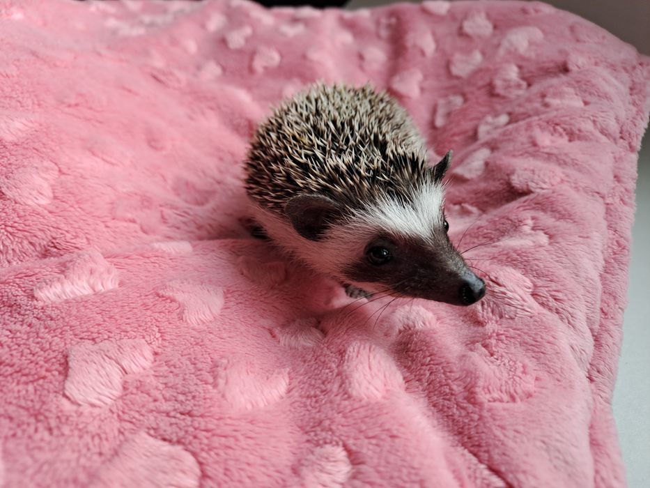 Jeż pigmejski jeż jeżyk jeżynka ZAREJESTROWANA HODOWLA