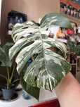 Monstera variegata pedowka