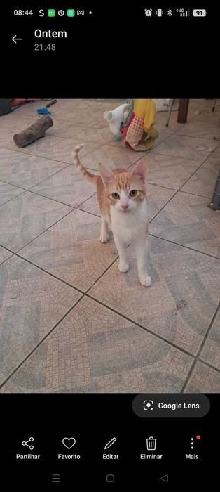 Gatinho para adoção