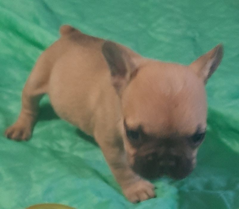 Цуценята  французского  бульдога