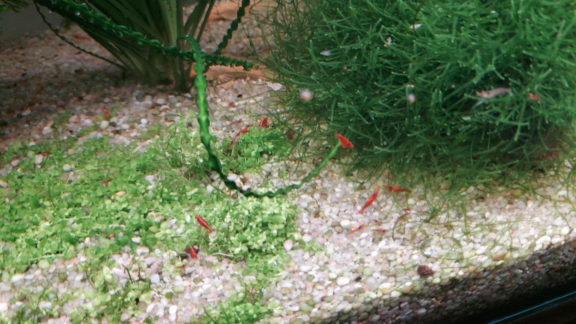 Krewetki red cherry