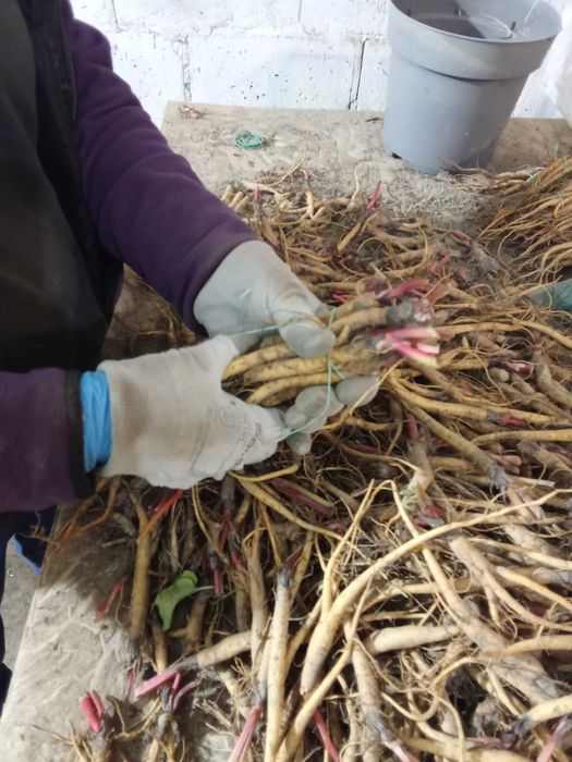 Sadzonki rabarbaru malinowego Lider