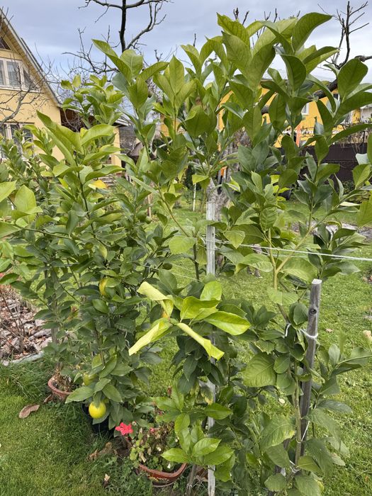 Лимонне дерево Пондероза оригінал