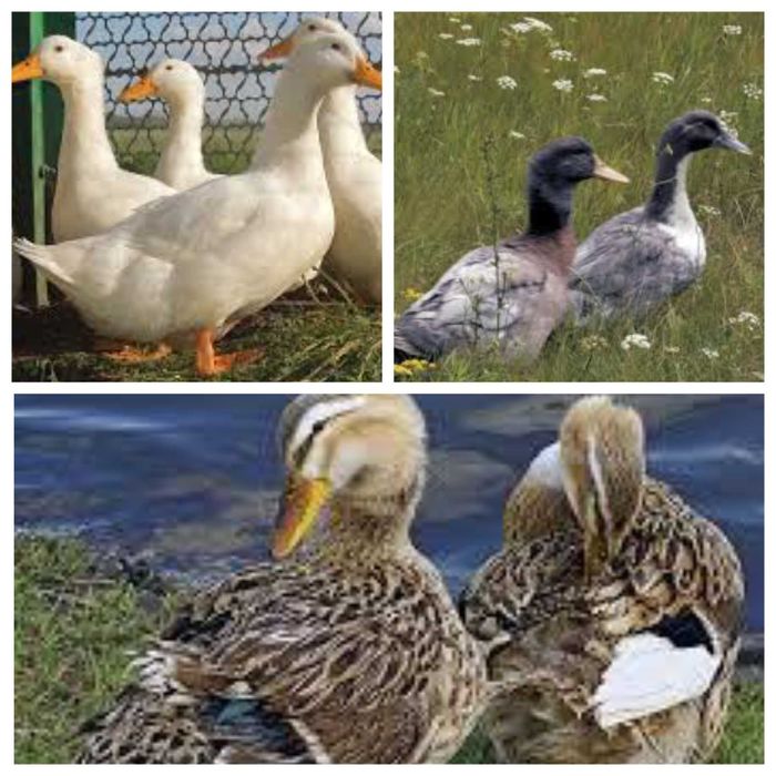 Качине яйце на інкубацію