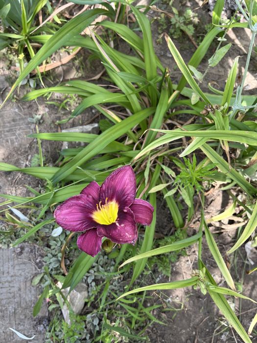 Лилейник цвет ассорти