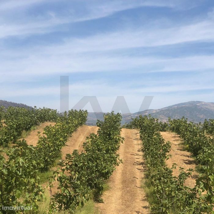 Quinta Agrícola em produção de Figos