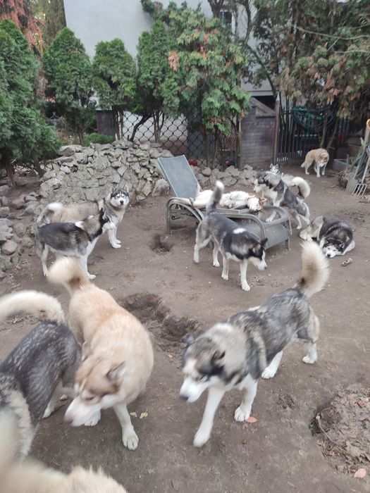 Oddam psy syberian  husky