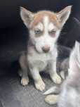 Szczeniak Syberian Husky