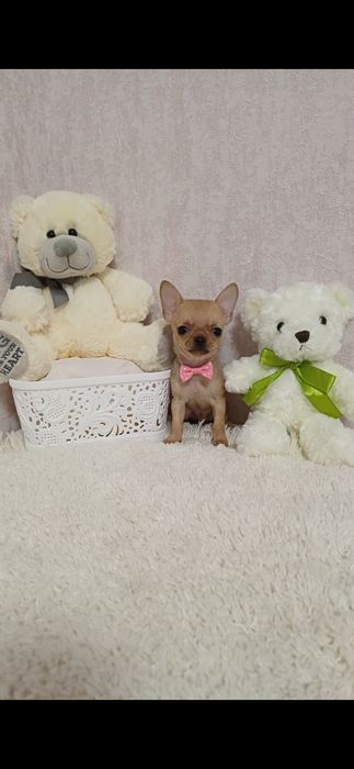 Супер міні хлопчик чихуахуа