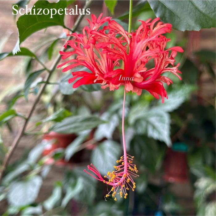 Гибискусы Schizopetalus, Bloody Mary, Snow queen