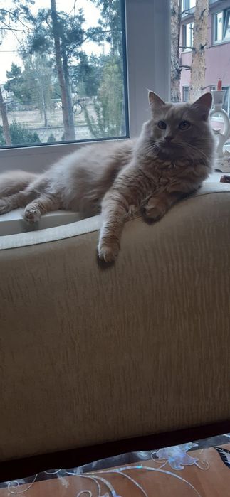 Кошенята в добрі руки