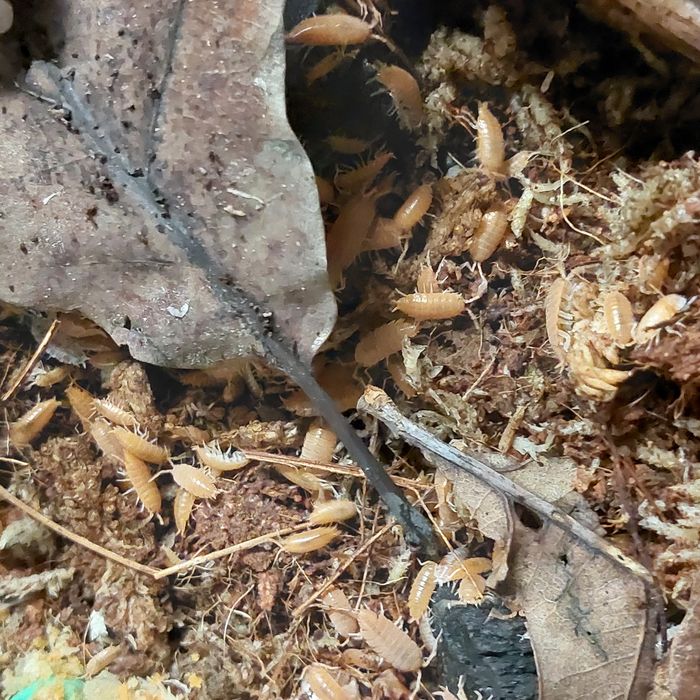 Isopody Porcellionodes pruinosus"Orange"