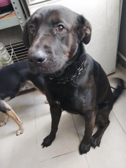 Do oddania pies mieszaniec