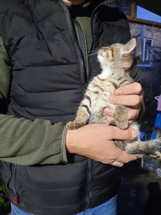 Британські кашенята