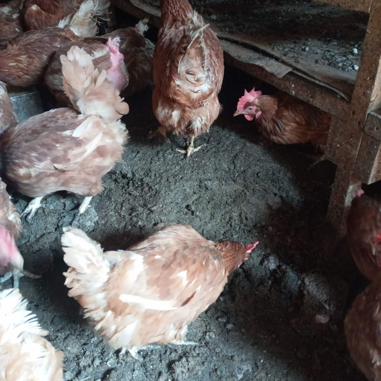 Продам помет куриный