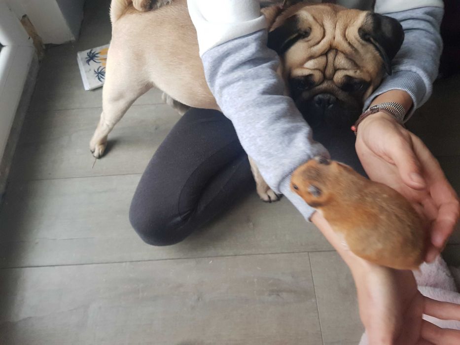 Chomik syryjski krótkowłosy