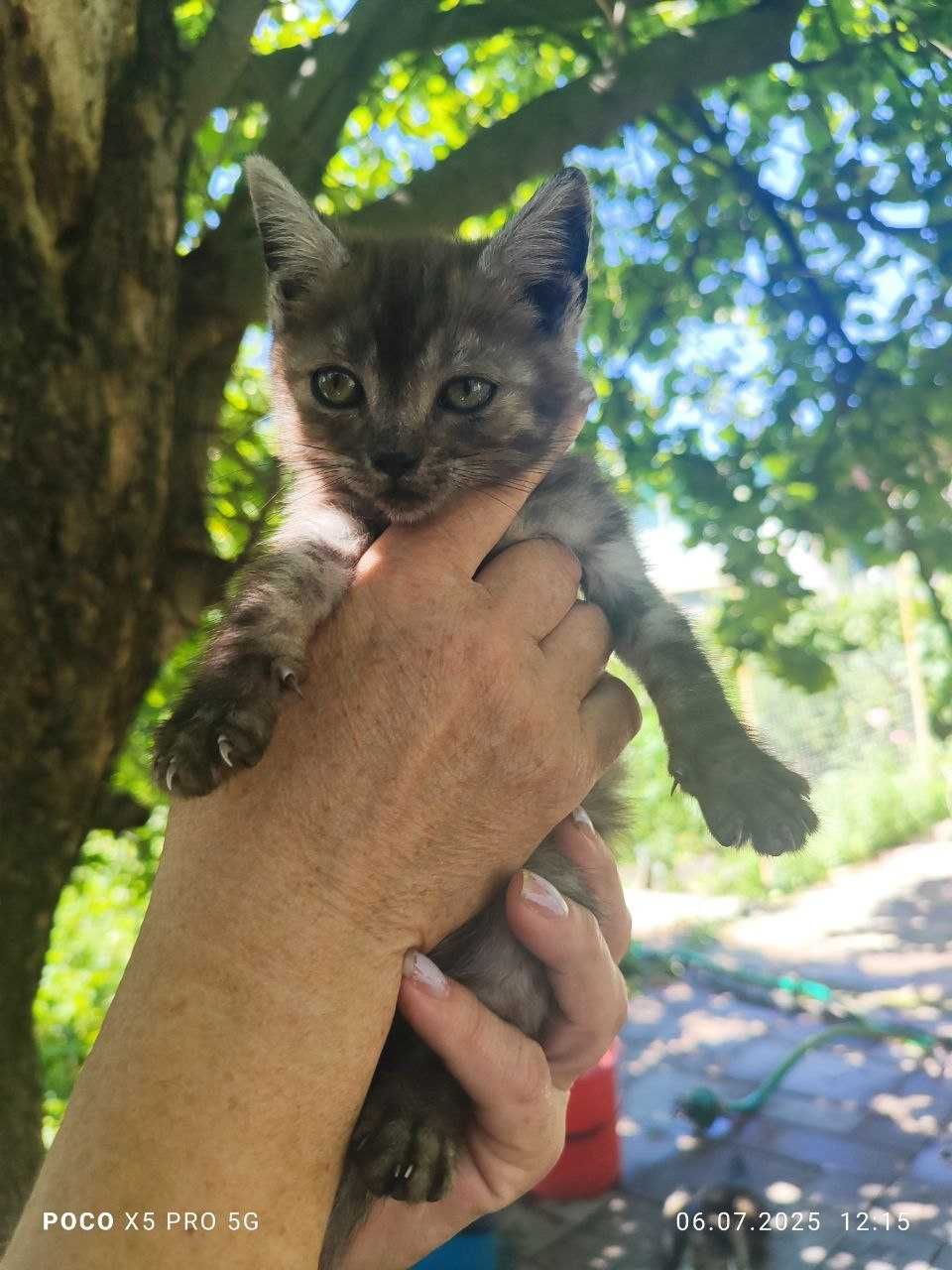Котята в поиске дома, которого у них больше нет…