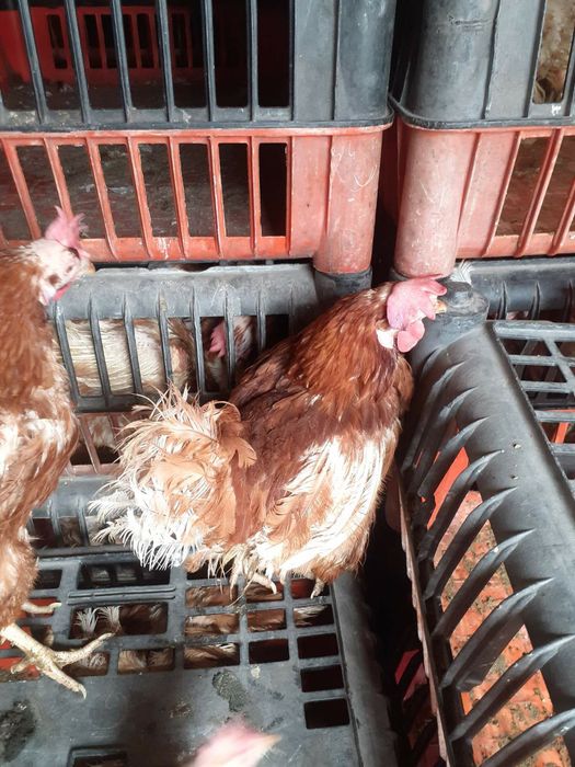 Продам кури несучки