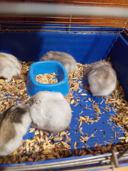 Хомячки Кременчуг